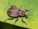 Clover Leaf Weevil - photo 4