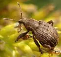 Clover Leaf Weevil - photo 5