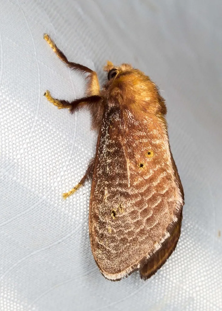 Four-spotted Cup Moth - photo 2