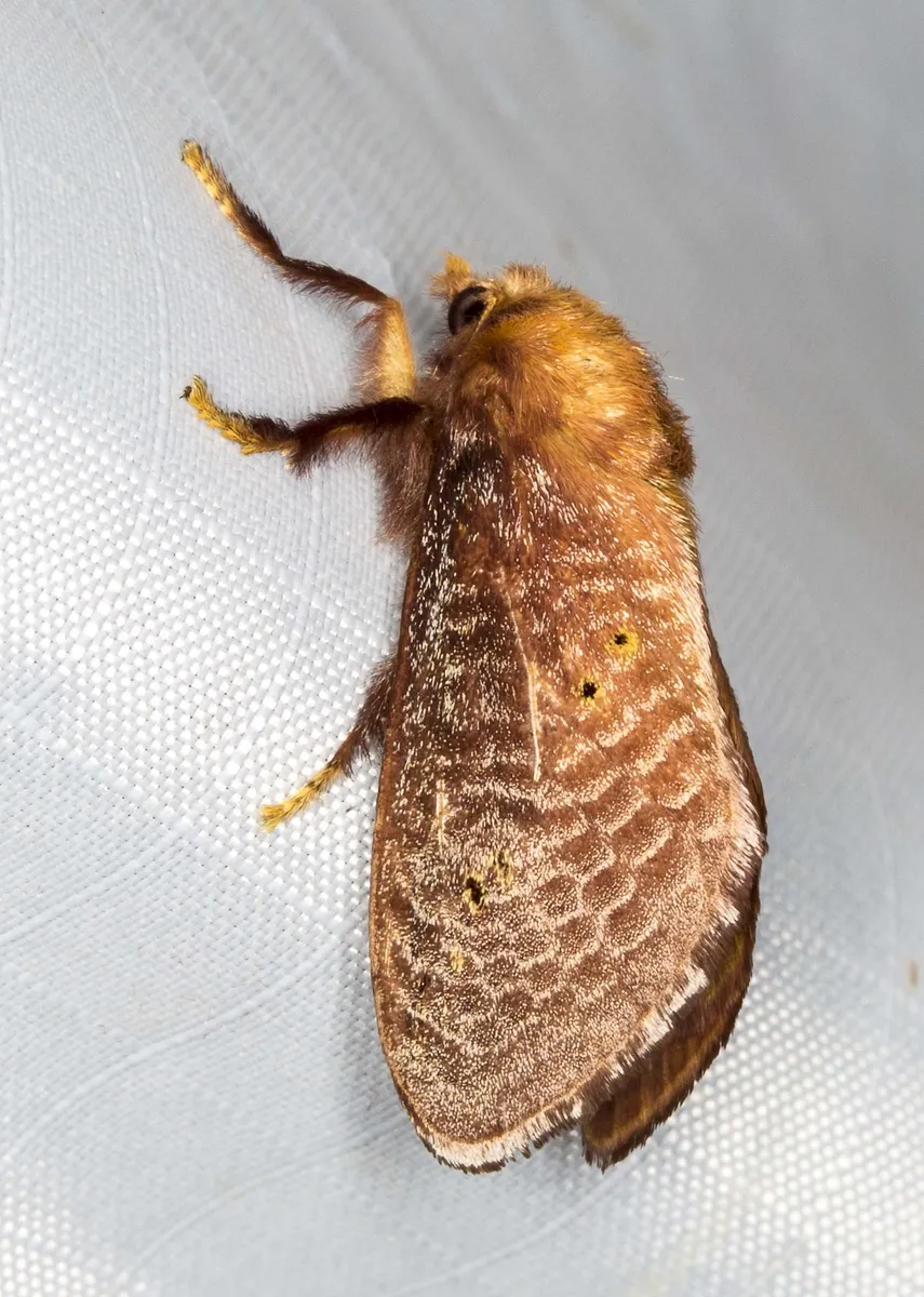 Four-spotted Cup Moth - photo 3