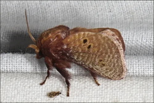Four-spotted Cup Moth - photo 6