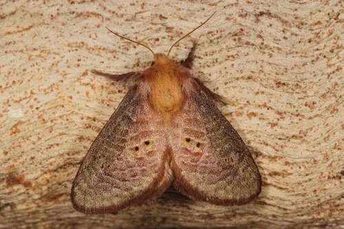 Four-spotted Cup Moth - photo 7