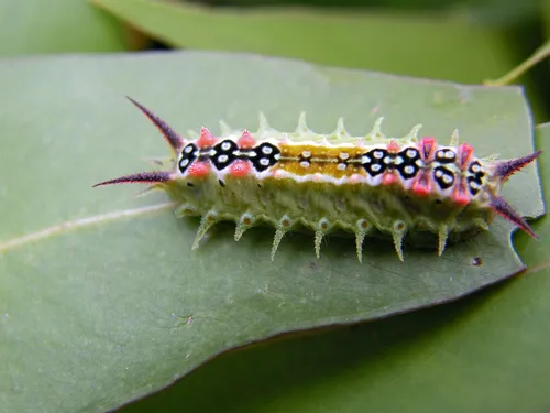 Four-spotted Cup Moth - photo 8
