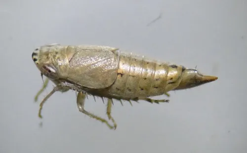 Doratura stylata