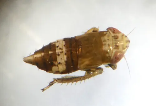 Doratura stylata - photo 3