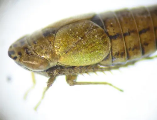 Doratura stylata - photo 6