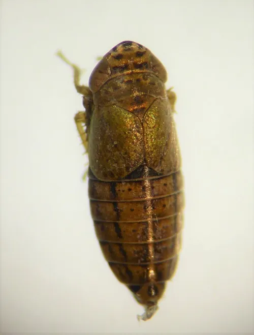 Doratura stylata - photo 8