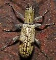 Small Mulberry Borer