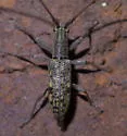 Small Mulberry Borer - photo 2