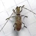 Small Mulberry Borer - photo 3