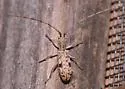 Small Mulberry Borer - photo 4