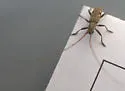Small Mulberry Borer - photo 5