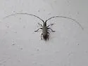 Dorcaschema cinereum - photo 4