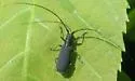 Black Hickory Borer