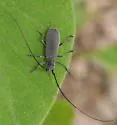 Black Hickory Borer - photo 2
