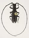 Black Hickory Borer - photo 3