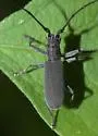 Black Hickory Borer - photo 4