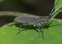 Black Hickory Borer - photo 5