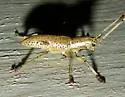 Mulberry Borer - Dorcaschema wildii