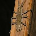 Mulberry Borer - photo 2