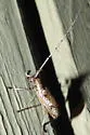 Mulberry Borer - photo 3