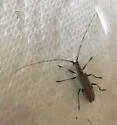 Mulberry Borer - photo 4