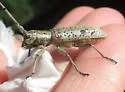 Mulberry Borer - photo 5