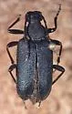 Dorcasina grossa - photo 3