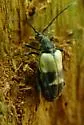 Dorcasina matthewsi