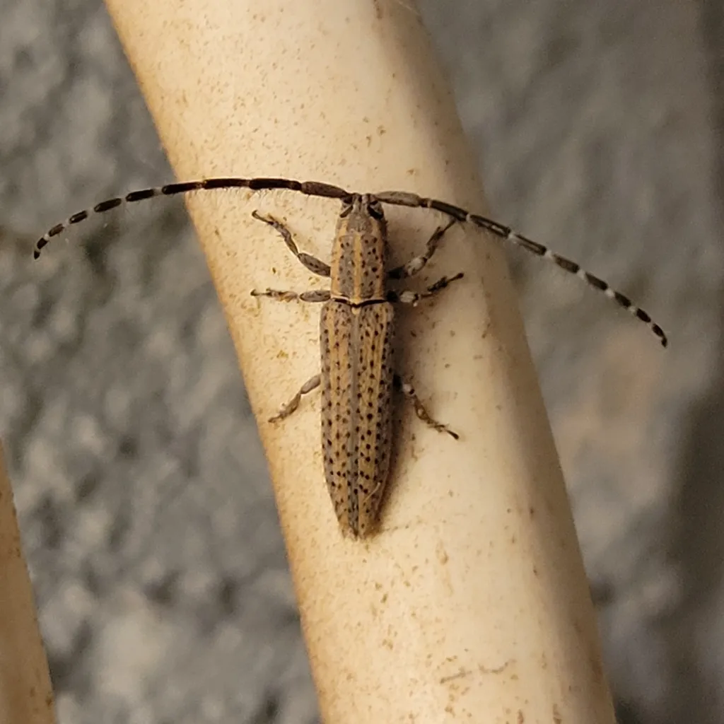 Dorcasta cinerea - photo 2
