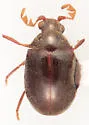 Dorcatoma falli