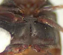 Dorcatoma falli - photo 3