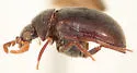 Dorcatoma falli - photo 5