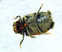 Dorcatoma pallicornis