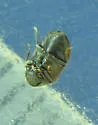 Dorcatoma pallicornis - photo 2