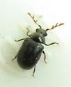 Dorcatoma pallicornis - photo 3