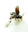 Dorcatoma pallicornis - photo 4