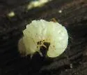 Dorcatoma pallicornis - photo 5