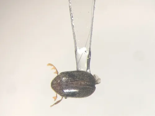 Dorcatoma setulosa