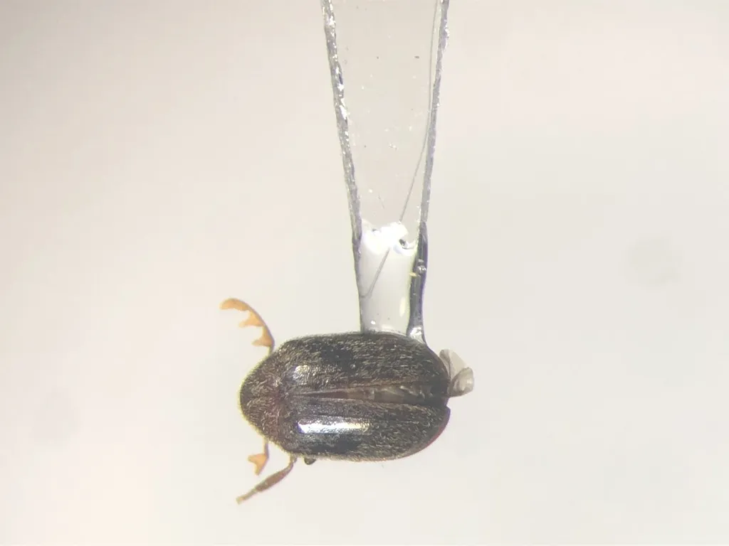 Dorcatoma setulosa - photo 2
