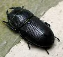 Dorcus brevis - Dorcus brevis