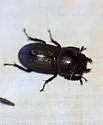 Dorcus brevis - photo 2