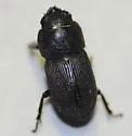 Dorcus brevis - photo 5