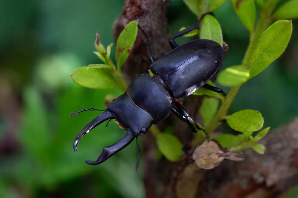 Little Stag Beetle - photo 2
