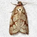 Dorithia semicirculana - Hodges#3581