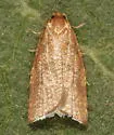 Dorithia semicirculana - Hodges#3581 - photo 2