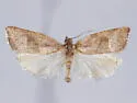 Dorithia semicirculana - Hodges#3581 - photo 3