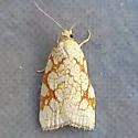 Dorithia semicirculana - Hodges#3581 - photo 4