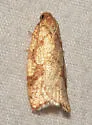 Dorithia semicirculana - Hodges#3581 - photo 5