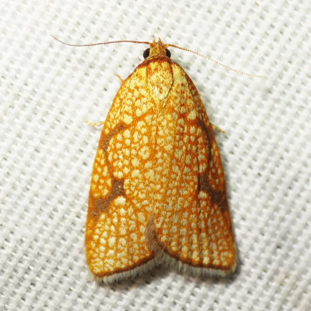 Dorithia trigonana - Hodges#3582.1 - photo 2